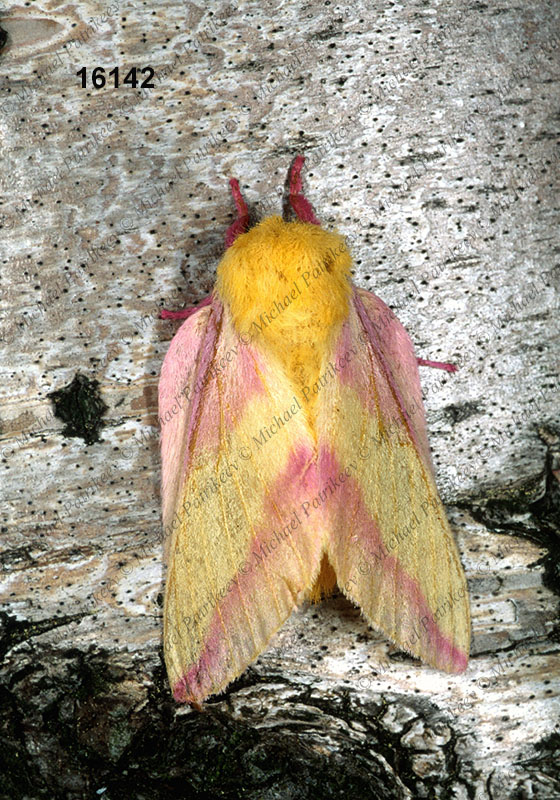 Rosy Maple Moth (Dryocampa rubicunda)